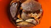 Red bucket overflowing with Dungeness crabs