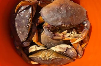 Red bucket overflowing with Dungeness crabs