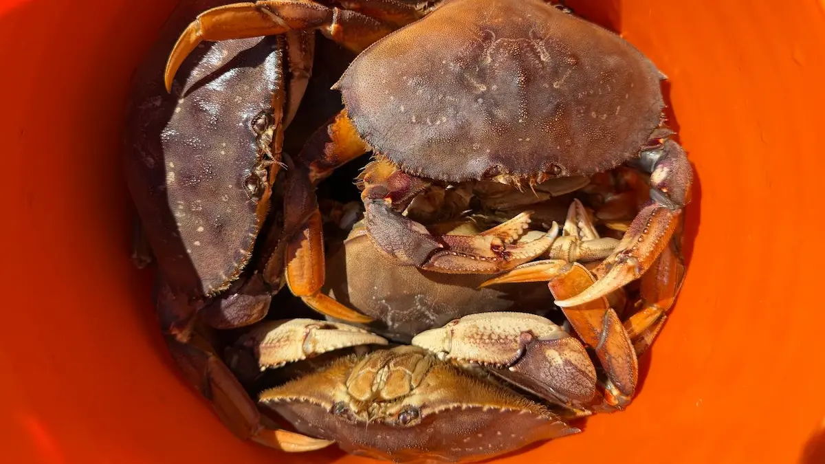 The Local’s Ultimate Vancouver, BC Crabbing Guide: Expert Dungeness & Red Rock Tips