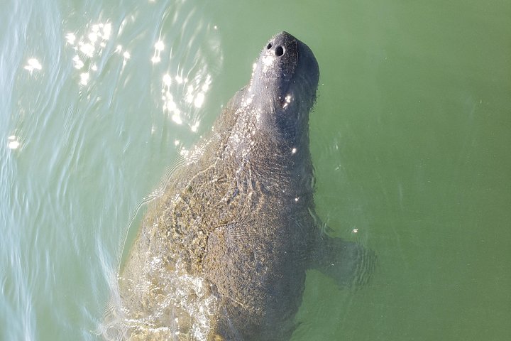 Private boat tours for dolphin watching near treasure island - Photo 4