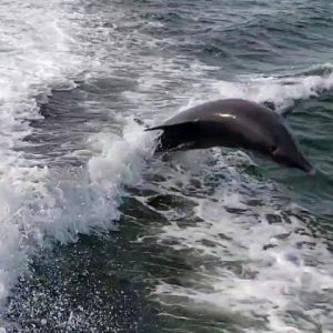 Private boat tours for dolphin watching near treasure island - Photo 1