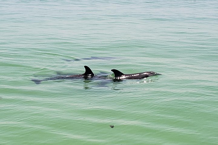 Private boat tours for dolphin watching near treasure island - Photo 5