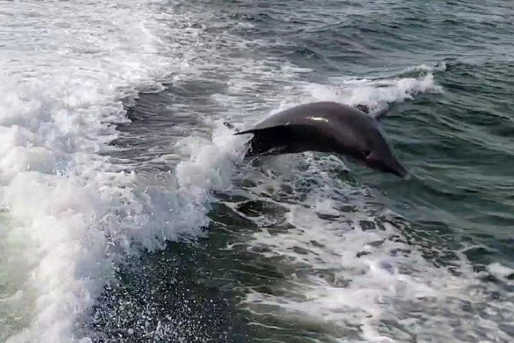 Private boat tours for dolphin watching near treasure island - Photo 1