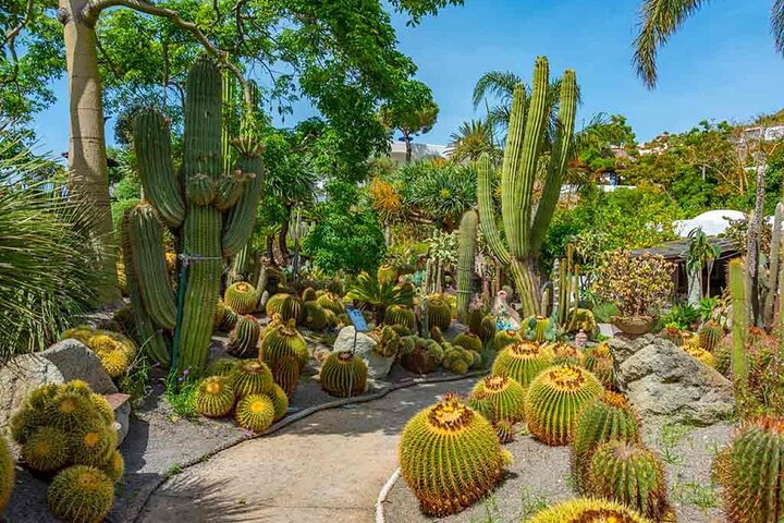 Cactus garden - One Day Naples Forio Walking Hydrofoil Transfer Tour