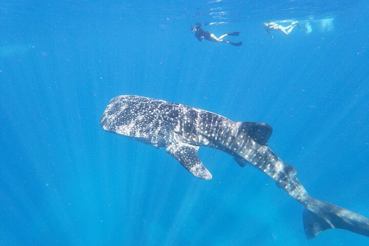 Whale shark encounter - 3-Hour Luxury Private Custom Charter
