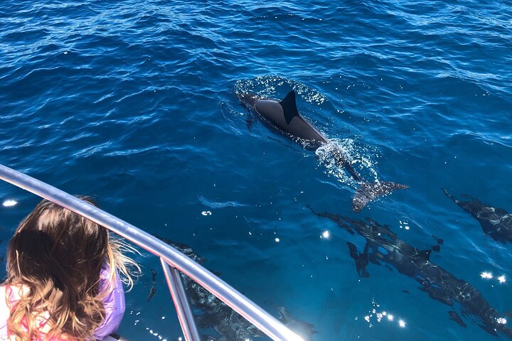 Local Dolphin swimming with the boat - 3-Hour Luxury Private Custom Charter