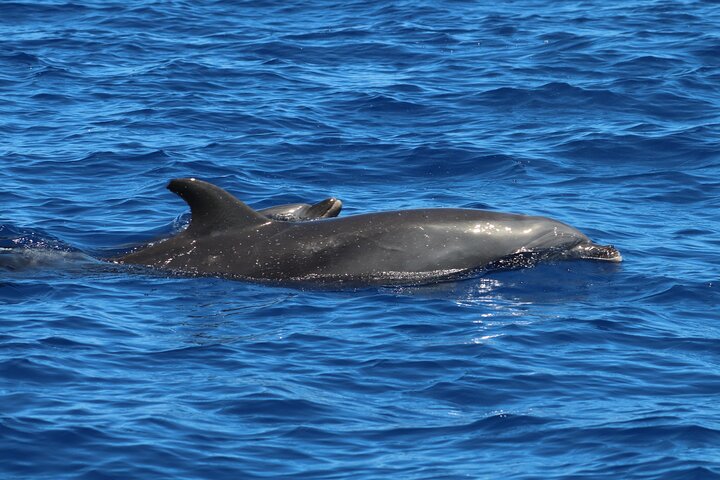 Kona Snorkeling: Beat the Crowd to Kealakekua Bay - Photo 6
