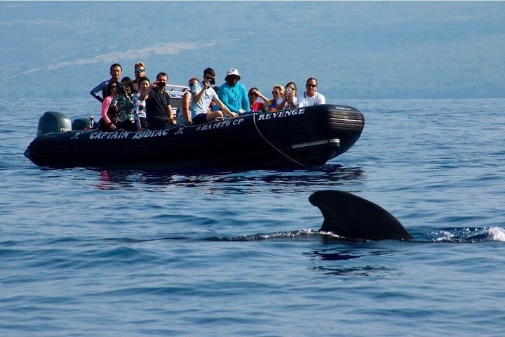 Kona Snorkeling: Beat the Crowd to Kealakekua Bay - Photo 10