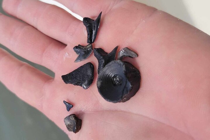 Sharks teeth found at Sharktooth Beach - 3 hour Private Afternoon Boat Ride and Beach Excursion