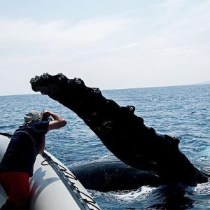 Whale Watching Maui: 2-Hour Small Group Raft Tour from Lahaina - Photo 2