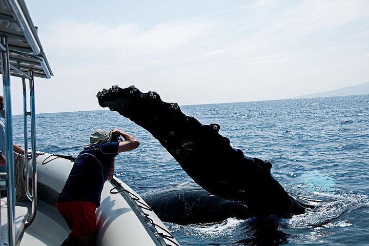 Whale Watching Maui: 2-Hour Small Group Raft Tour from Lahaina - Photo 2