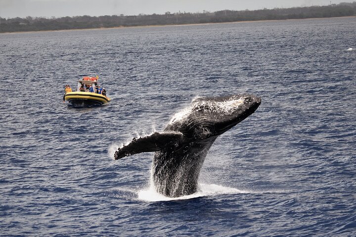 Whale Watching Maui: 2-Hour Small Group Raft Tour from Lahaina - Photo 3