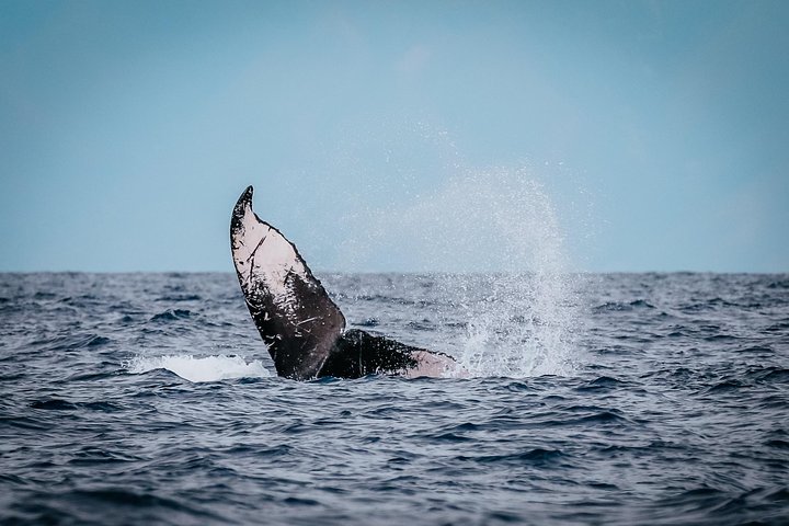 Whale Watching Maui: 2-Hour Small Group Raft Tour from Lahaina - Photo 4