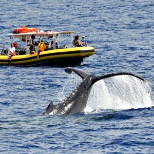 Whale Watching Maui: 2-Hour Small Group Raft Tour from Lahaina - Photo 1