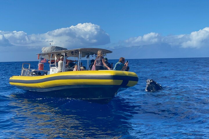 Whale Watching Maui: 2-Hour Small Group Raft Tour from Lahaina - Photo 5