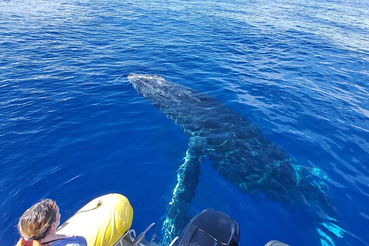 Whale Watching Maui: 2-Hour Small Group Raft Tour from Lahaina - Photo 6