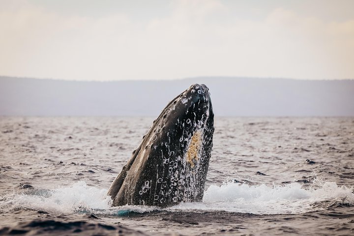 Whale Watching Maui: 2-Hour Small Group Raft Tour from Lahaina - Photo 7