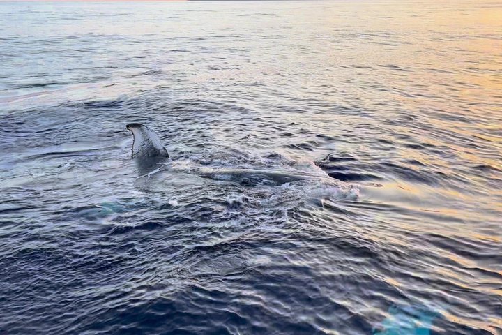 Whale Watching Maui: 2-Hour Small Group Raft Tour from Lahaina - Photo 8