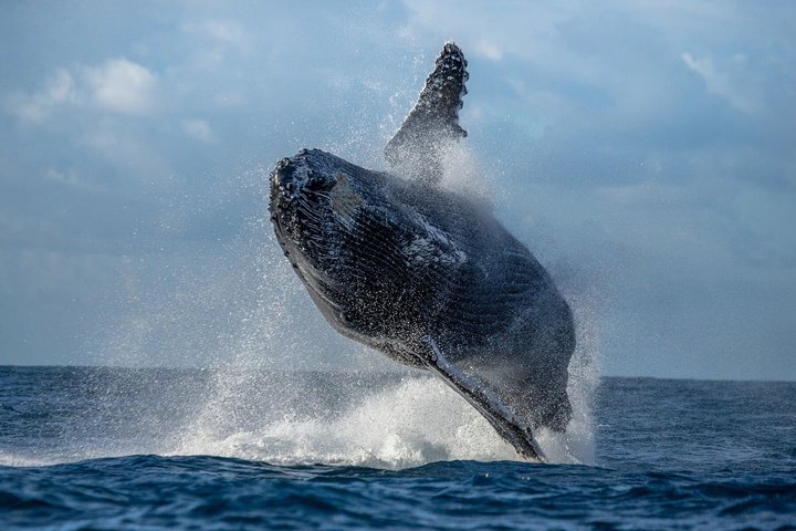 Whale Watching Maui: 2-Hour Small Group Raft Tour from Lahaina - Photo 9