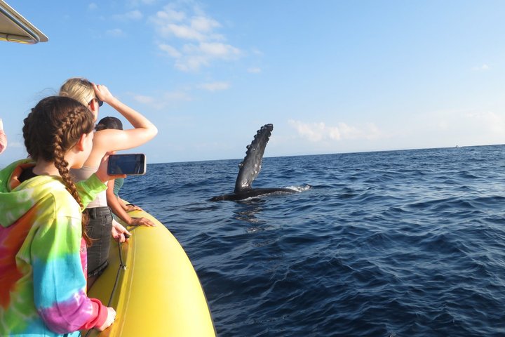 Whale Watching Maui: 2-Hour Small Group Raft Tour from Lahaina - Photo 10
