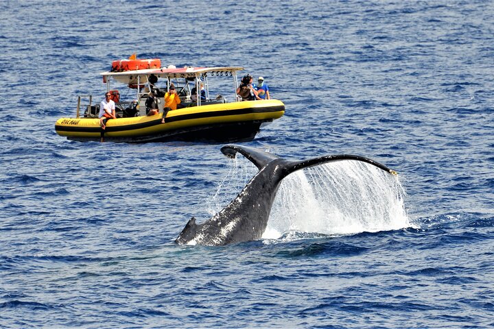 Whale Watching Maui: 2-Hour Small Group Raft Tour from Lahaina - Photo 1