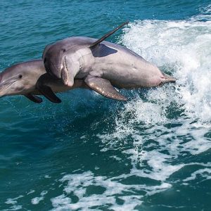 Marco Island Dolphin Watching & Tubing Adventure - Photo 2
