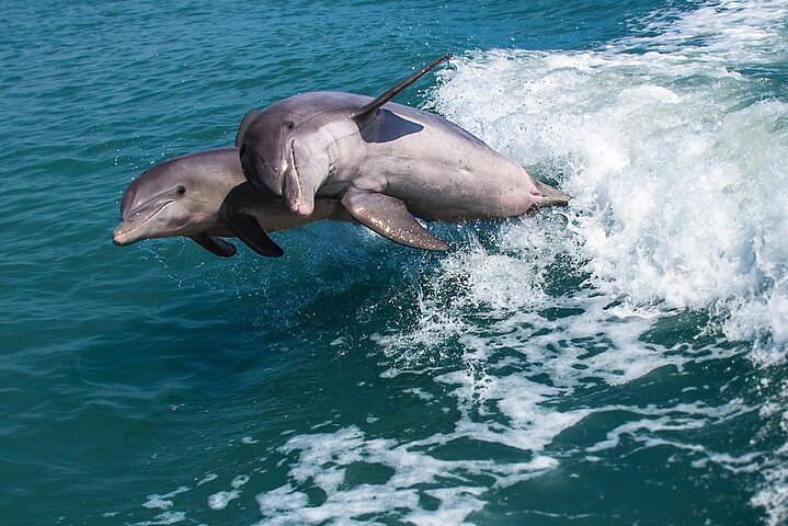 Marco Island Dolphin Watching & Tubing Adventure - Photo 2