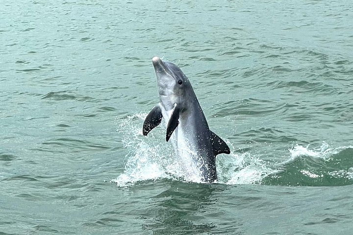 Marco Island Dolphin Watching & Tubing Adventure - Photo 6