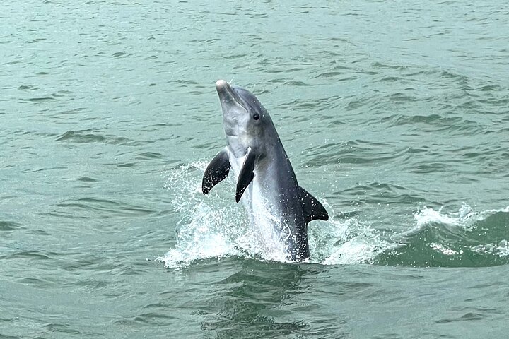 Marco Island Private Tubing, Dolphin Watching and Shelling Tour - Photo 3