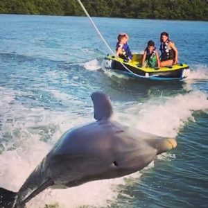 Marco Island Private Tubing, Dolphin Watching and Shelling Tour - Photo 1
