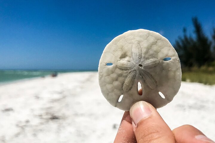 Marco Island Private Tubing, Dolphin Watching and Shelling Tour - Photo 6