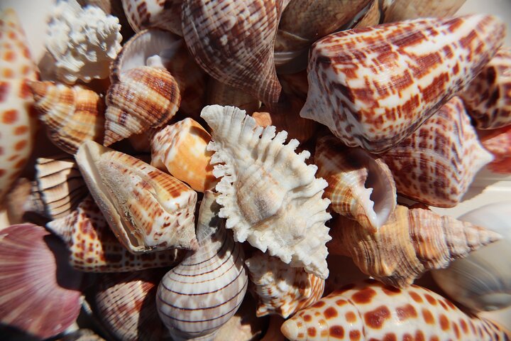 Marco Island Private Tubing, Dolphin Watching and Shelling Tour - Photo 7
