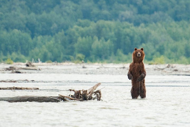 Brown bear fishing - Private Group Eagle Preserve Float Trip in Haines