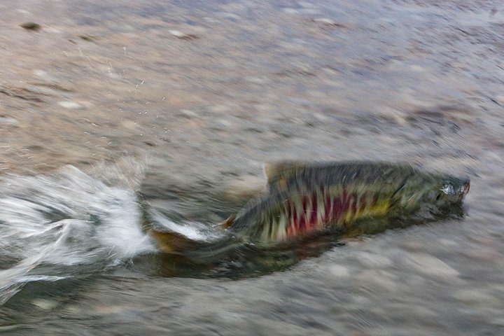 Chum Salmon - Private Group Eagle Preserve Float Trip in Haines