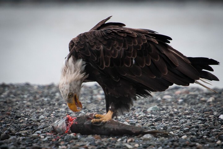 Eagle Feeding on salmon - Private Group Eagle Preserve Float Trip in Haines