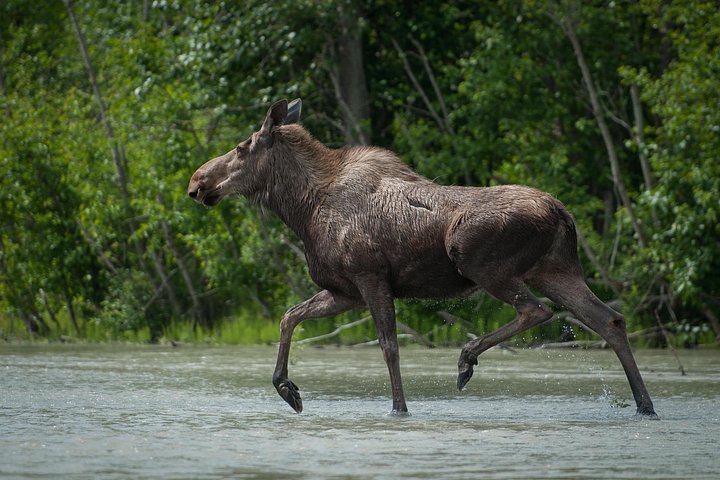 Moose crossing river - Private Group Eagle Preserve Float Trip in Haines