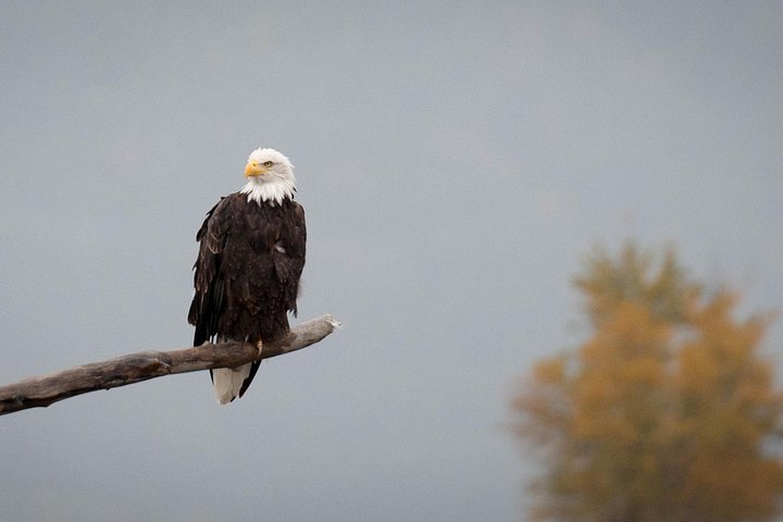 Eagle parched above river - Private Group Eagle Preserve Float Trip in Haines