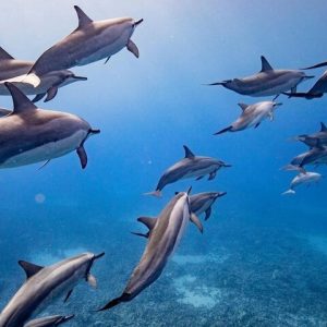 Spinner, bottlenose and spotted dolphins are frequently seen on our snorkel tours. - Lanai Eco-Raft Snorkel & Dolphin Watch Small Group Tour from Maui
