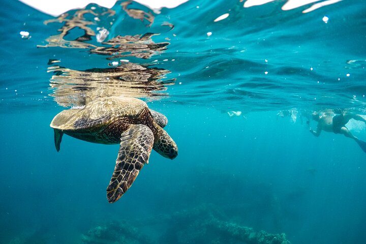 We frequently snorkel with turtles on our snorkel tour. They are protected so we teach you best practices for interacting with these amazing sea creatures. - Lanai Eco-Raft Snorkel & Dolphin Watch Small Group Tour from Maui