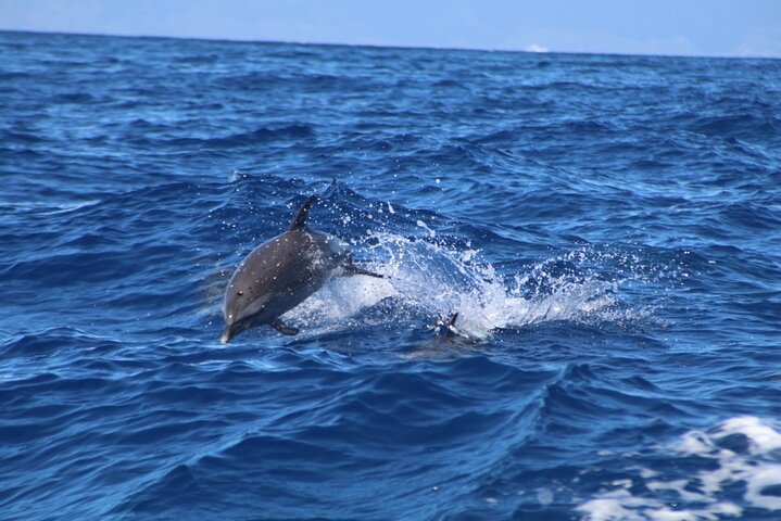Encounter dolphins in Maui. - Lanai Eco-Raft Snorkel & Dolphin Watch Small Group Tour from Maui