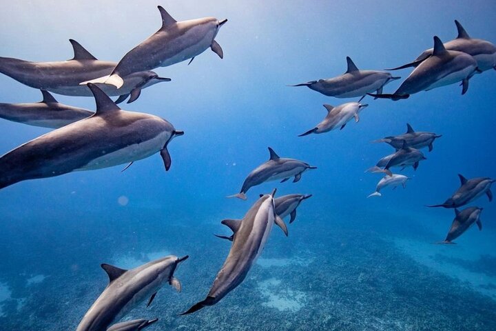 Spinner, bottlenose and spotted dolphins are frequently seen on our snorkel tours. - Lanai Eco-Raft Snorkel & Dolphin Watch Small Group Tour from Maui