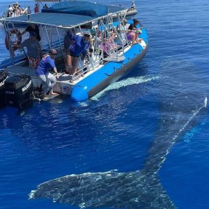 Since the loss of our boat in the fire, we are happy to welcome 3 new rafts to the fleet this season! - Maui Eco-Raft Tour: Eye-Level Whale or Dolphin Watching - Lahaina