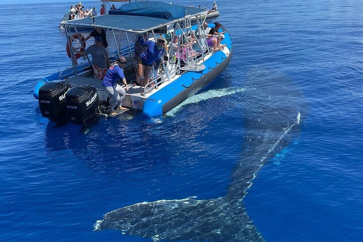 Since the loss of our boat in the fire, we are happy to welcome 3 new rafts to the fleet this season! - Maui Eco-Raft Tour: Eye-Level Whale or Dolphin Watching - Lahaina