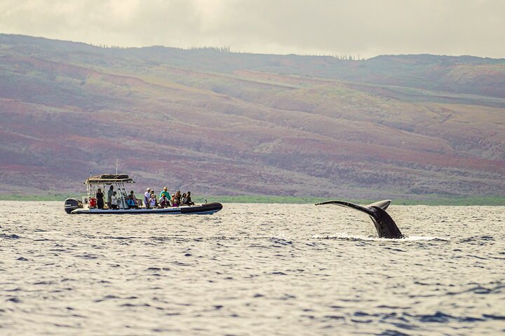 Maui's lighting on the overcast days make for great wildlife photography on our whale watch tours - Maui Eco-Raft Tour: Eye-Level Whale or Dolphin Watching - Lahaina