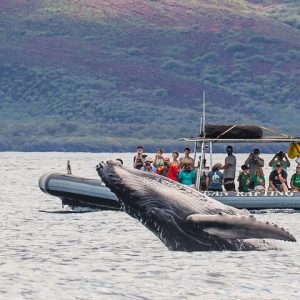 Small group family style Whale Watching tour on eco-rafts in Maui. - Maui Eco-Raft Tour: Eye-Level Whale or Dolphin Watching - Lahaina