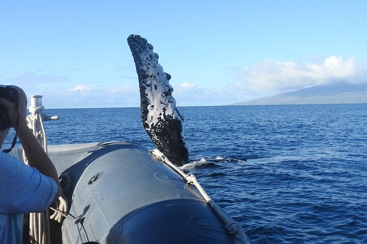 Our low to water rafts make encounters with humpback whales eye level! - Maui Eco-Raft Tour: Eye-Level Whale or Dolphin Watching - Lahaina