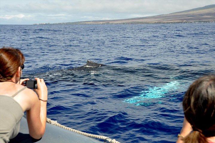 Although we do not approach whales closer than federal regulations, it doesn't mean they don't approach us, making these up close whale experiences super special! - Maui Eco-Raft Tour: Eye-Level Whale or Dolphin Watching - Lahaina
