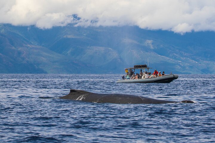 Guaranteed whale sightings on our Maui whale watches or you get to go again for free! - Maui Eco-Raft Tour: Eye-Level Whale or Dolphin Watching - Lahaina
