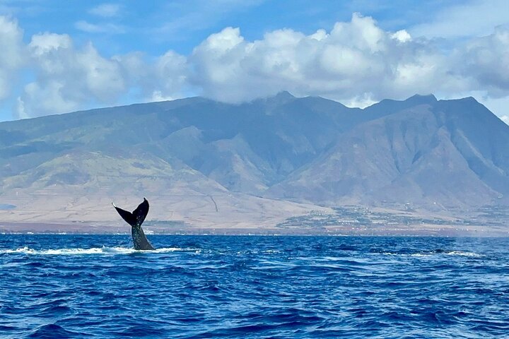 Maui and whale photo captured by our guest! - Maui Eco-Raft Tour: Eye-Level Whale or Dolphin Watching - Lahaina