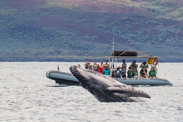 Small group family style Whale Watching tour on eco-rafts in Maui. - Maui Eco-Raft Tour: Eye-Level Whale or Dolphin Watching - Lahaina